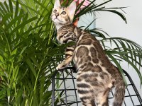 Bengal Erkek 3 aylık