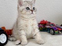 British shorthair bebek kediler