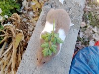 Eğitimli hamster pamuk