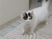 Dişi maine coon 3 ayını yeni doldurdu
