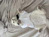 Tatlı scottish fold oğlumuz rio