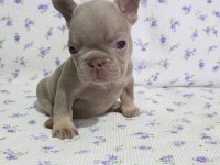 New Shade Isabella Tan French Bulldog