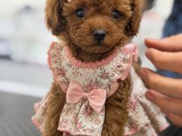 PREMIUM KOREA TEACUP TOY POODLE YAVRULARIMIZ