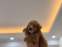 WC PET EĞİTİMLİ KORE TEACUP POODLE YAVRUMUZ