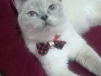 British white british blue point tüm malzemeleri beraber