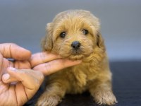 RED ÜST DÜZEY MALTİPOO BEBEKLERİMİZ