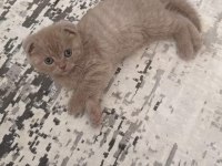 2 aylık dişi ve erkek scottish fold yavrularım
