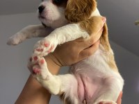 Evde en bakılabilecek ırk cavalier king charles