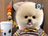 Beyaz Renk ayı surat pomeranian boo 2 aylık dişi yavru