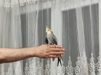 Sultan papağanı 4-5 aylık konuşuyor evcildir