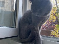 Erkek british shorthair 9 aylık