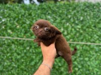 Teacup Elma Kafa Tuvalet Eğitimli 3 Aylık 5 Yavru Şivava