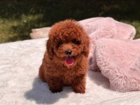 Sağlık ve ırk garantili poodle