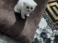 Siyam ve british kedi karışımı