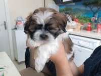 Süper kalite shih tzu bebekler
