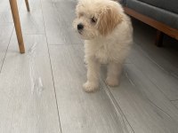 A KALİTE MALTİPOO YAVRULARIMIZ