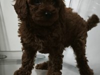 Kore babadan red toy poodle minnaklar