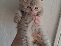 Blue Golden British Longhair Yavrular