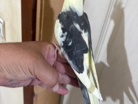 43 GÜNLÜK KUSURSUZ SULTAN PAPAĞANI BEBEK