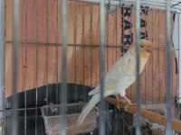 Kanarya yavru yetişkin sağlıklı güzel
