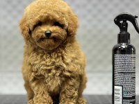 KORE ERKEK BEBEK YÜZLÜ POODLE YAVRUMUZ