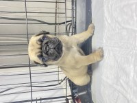 Pug mops yavrular
