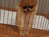 TÜRKİYENİN EN GÜZEL POMERANİAN DİŞİSİ