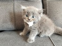 Safkan anne babadan british shorthair ayı surat yavrular
