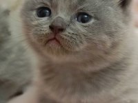 Duman rengi minnoş british shorthair yavrular