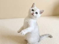 Muhteşem British Shorthair Silver dişi yavru
