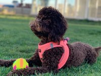 Geceden Daha Siyah Poodle Köpeğimiz