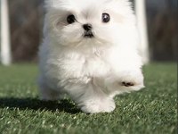 Kore Maltese Terrier 0 Boy Leo