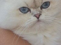 British Longhair Ns1133 Silver Point Dişi