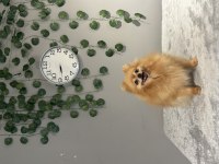 Kusursuz güzellikte dişi yetişkin pomeranian boo