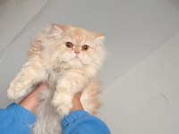 A KALİTE AKTİF ERKEK İRAN KEDİSİ