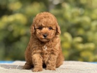 Baby face poodle yavrularımız