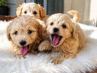 Maltipoo Çok Uygun