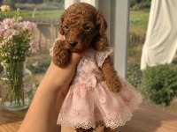 DÜNYA TATLISI ŞEKER KÖPEKLER