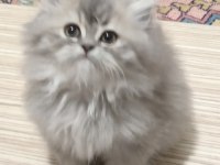 Yeni Yuvalarını Arıyor Kedilerimiz