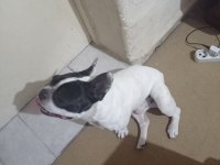 Fransız bulldog 2 yaşında yetişkin