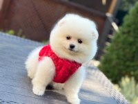Yavru Pomeranian Boo Köpekler