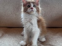 XXL cüsse mükemmel profil dopdolu maine coon