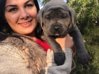 Üst kalite dev Cane Corso yavrularım