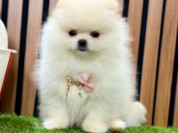Safkan Pomeranian Boo Yavrularımız