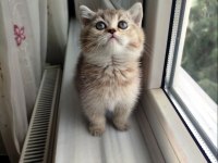 Golden Ny25 British Shorthair Dişi Yavru