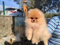 Yavru pomeranian köpekler mersin