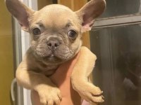 Harika güzellikte french Bulldog yavrularım