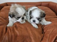 Erkek ve dişi yavru köpeğimiz