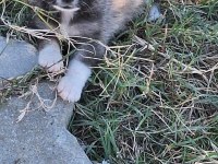 Chihuahua sevimli köpekler