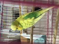Show jumbo Muhabbet Kuşu